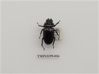 藏品(刀鍬形蟲)的圖片